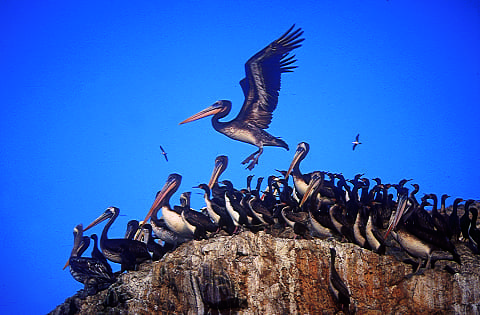 Sea Birds Ballestas Islands