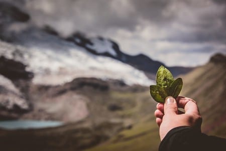 Coca Leaves Peru