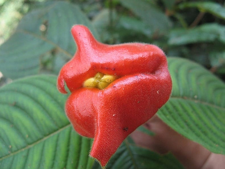 Amazon Hot Lips Flower