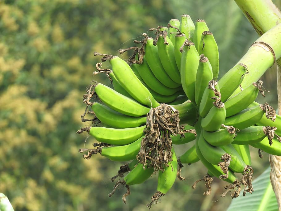 Amazon Rainforest Banana Tree
