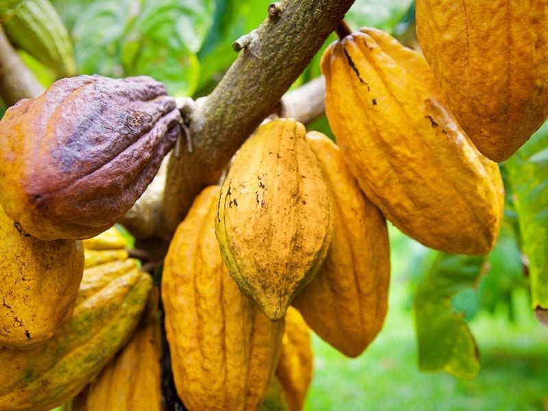 Amazon Rainforest Cacao Plants