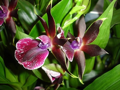 Amazon Rainforest Orquids