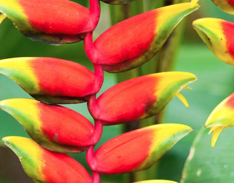 Amazon Rainforest Heliconia flower