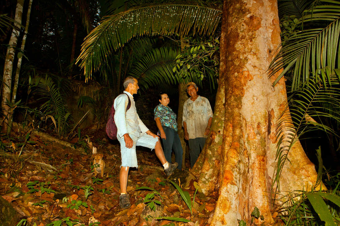 Amazon Rubber Tree