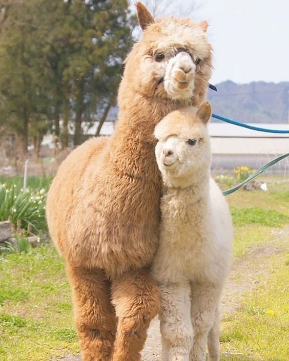 Baby Alpaca
