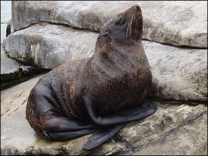 Fur Seal in Paracas National Reserve