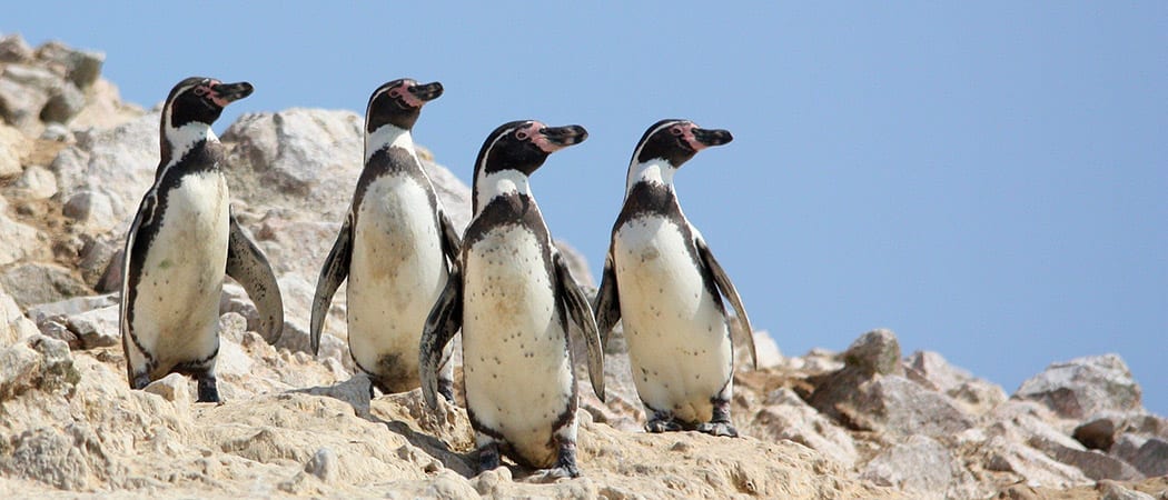 Humboldt Penguins in The Paracas National Reserve