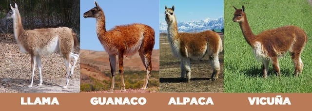 Difference Between Llama and Alpaca