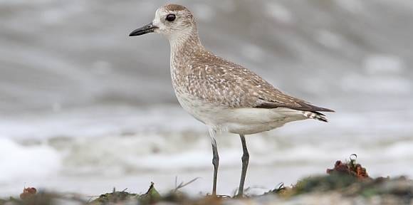 The Grey Plover Peru