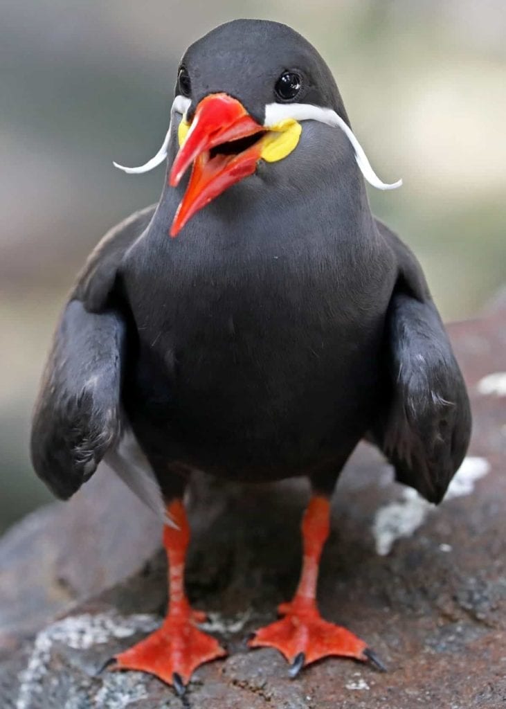 The Inca Tern in Paracas
