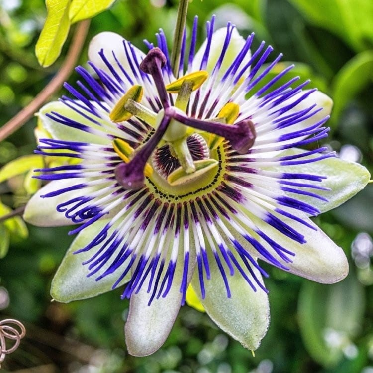 The Passion Flower
