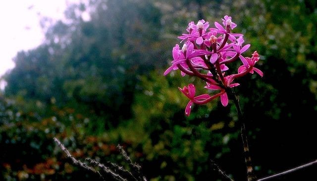 The Winay Wayna Orchid