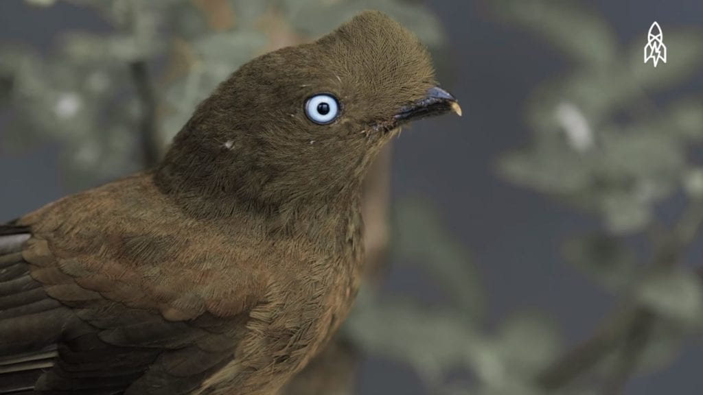 tunki cock of the rock female brown