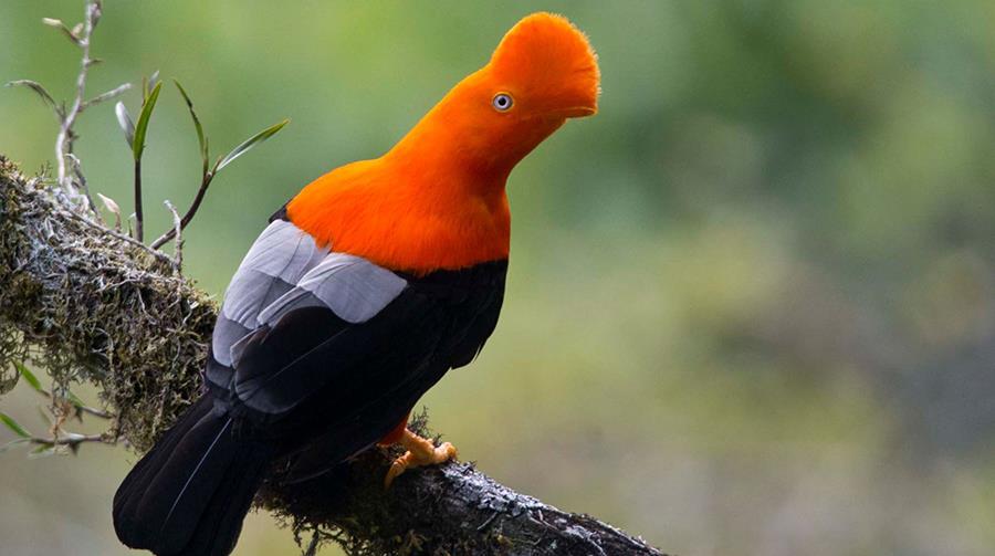 national bird of peru tunki cock of the rock