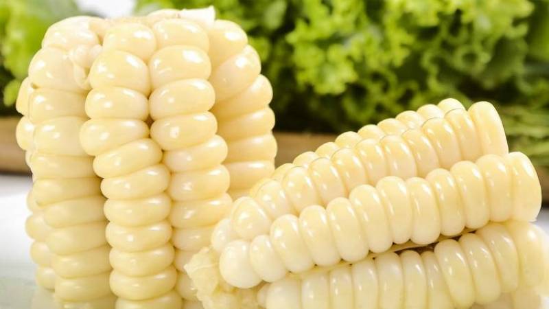Choclo or Peruvian Inca Corn