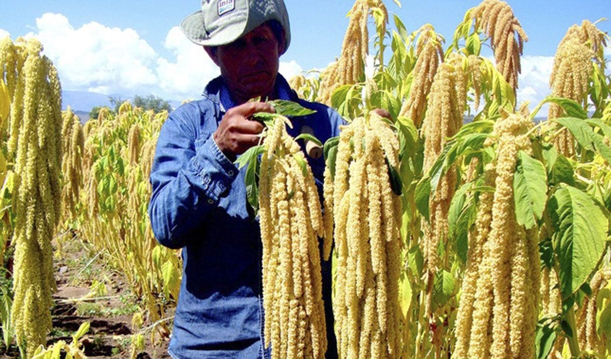 Kiwicha Harvest, inca diet,