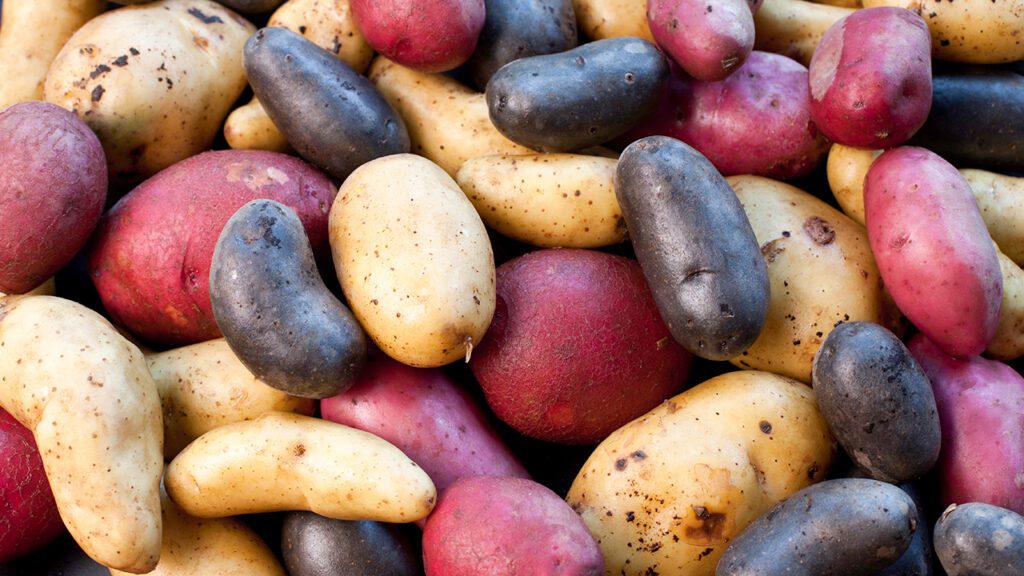 The Peruvian Potato