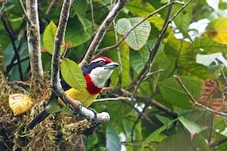 Scarlet-banded barbet