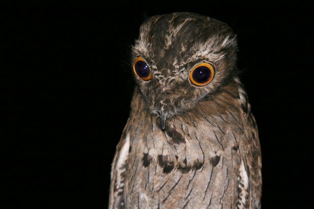 The Amazon Potoo