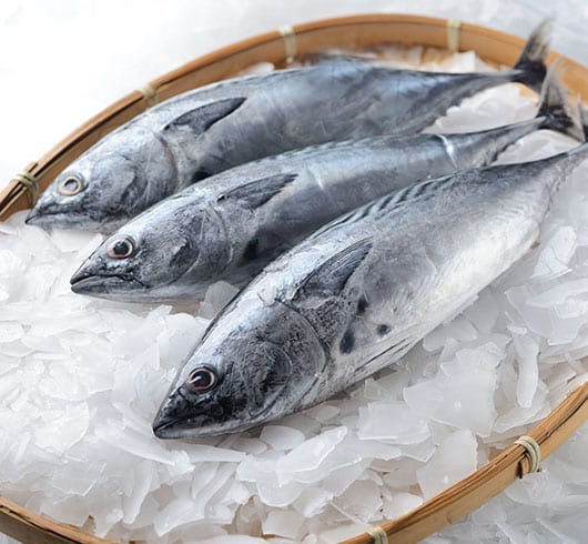 The Bonito Fish