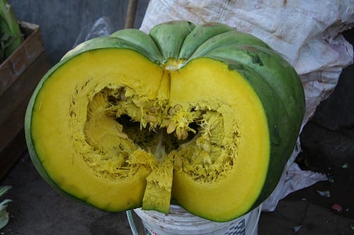 zapallo, inca squash