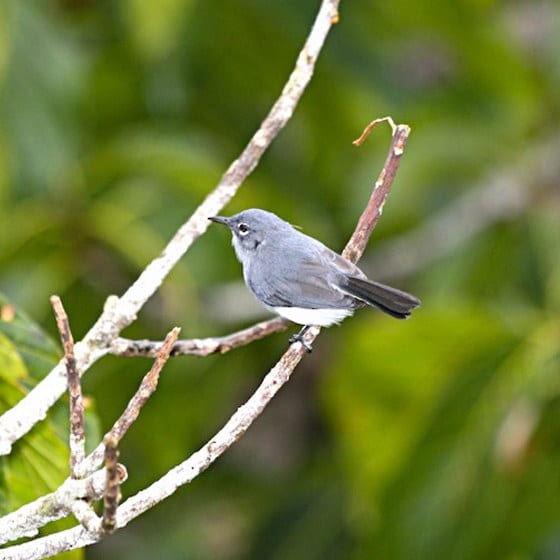 iquitos gnatcatcher, amazon rainforest birds