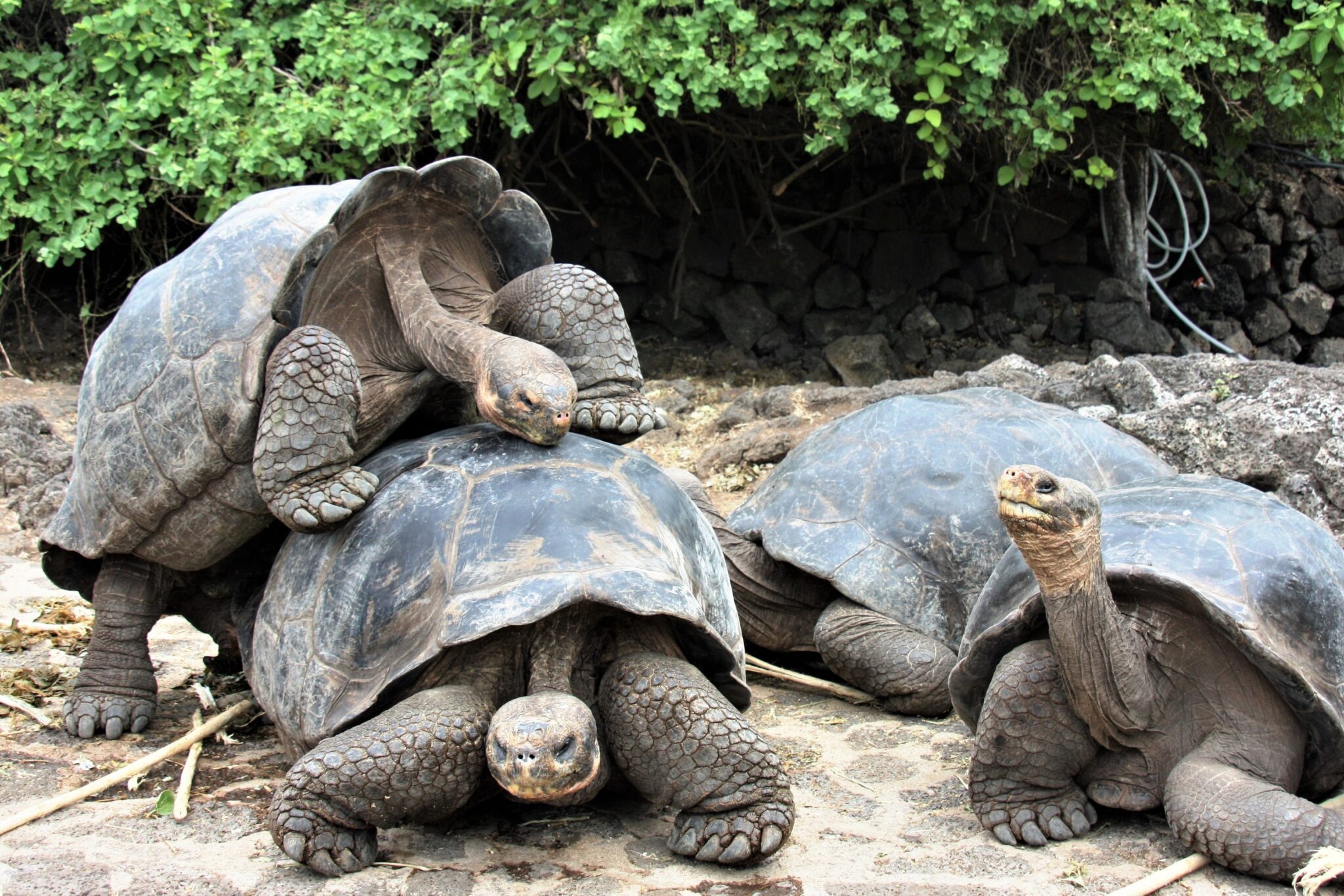 Galapagos National Park by Deb Dowd Galapagos National Park