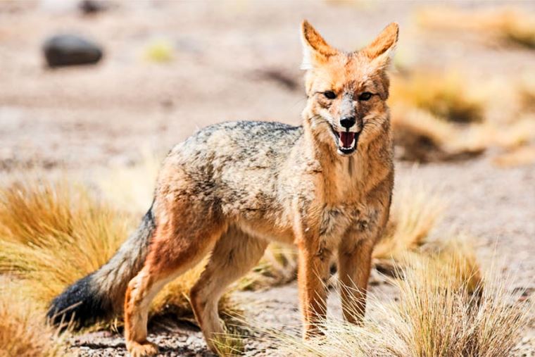 The Andean fox