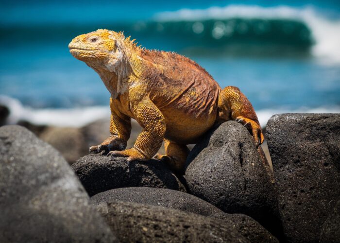 Galapagos-Wildlife