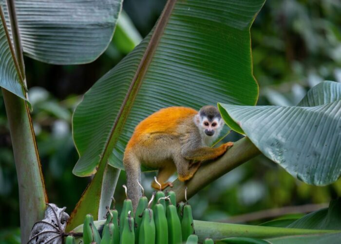 amazon-monkey